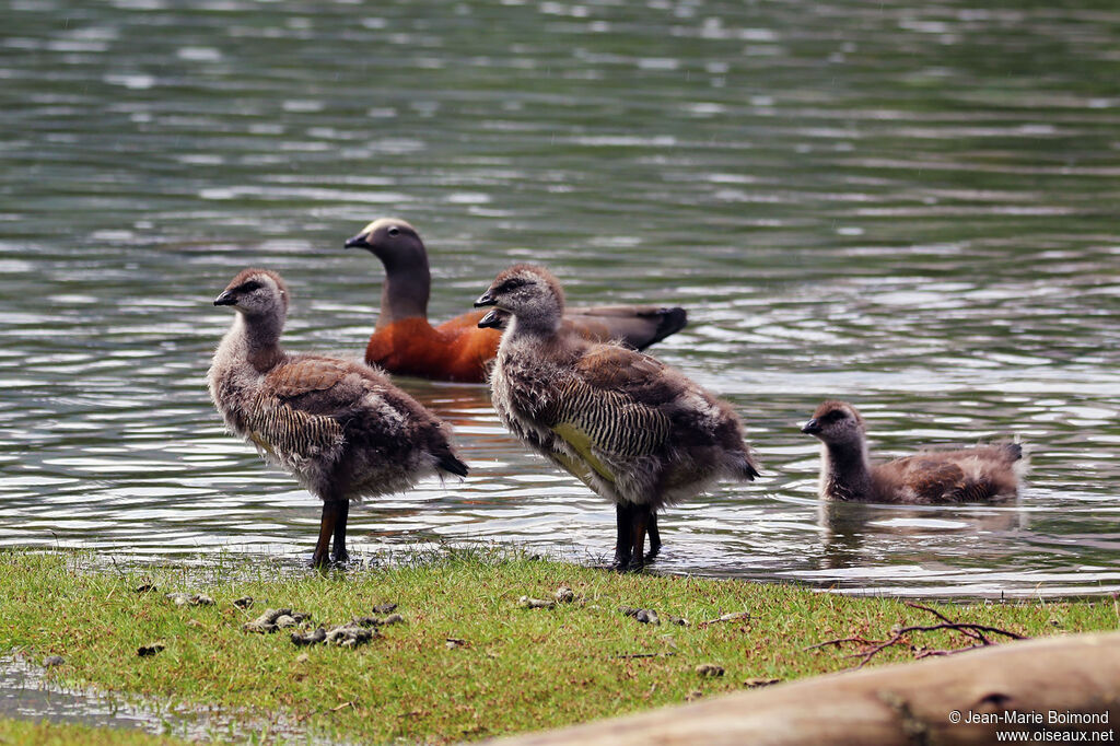 Ashy-headed Goose