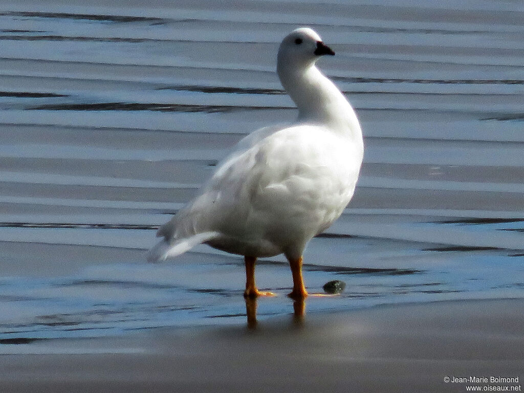 Kelp Goose male