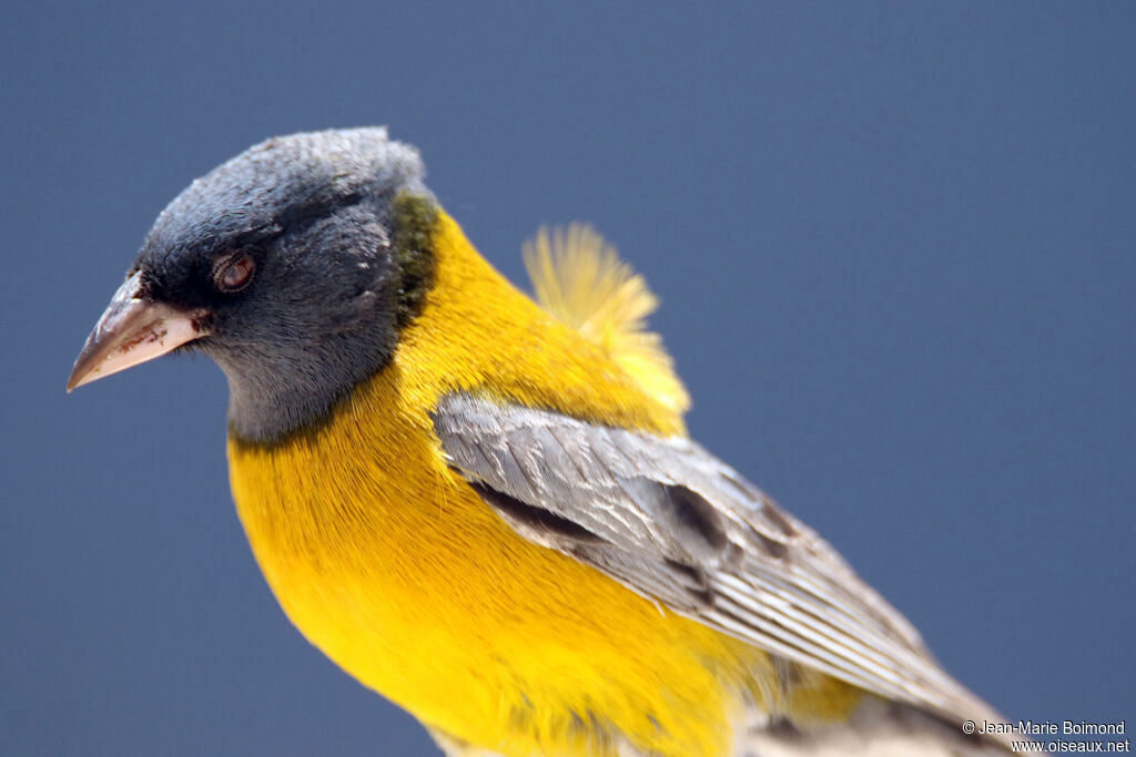 Phrygile à tête grise mâle