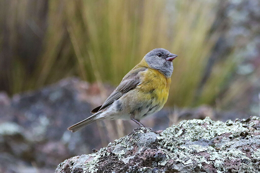 Phrygile à tête grise femelle