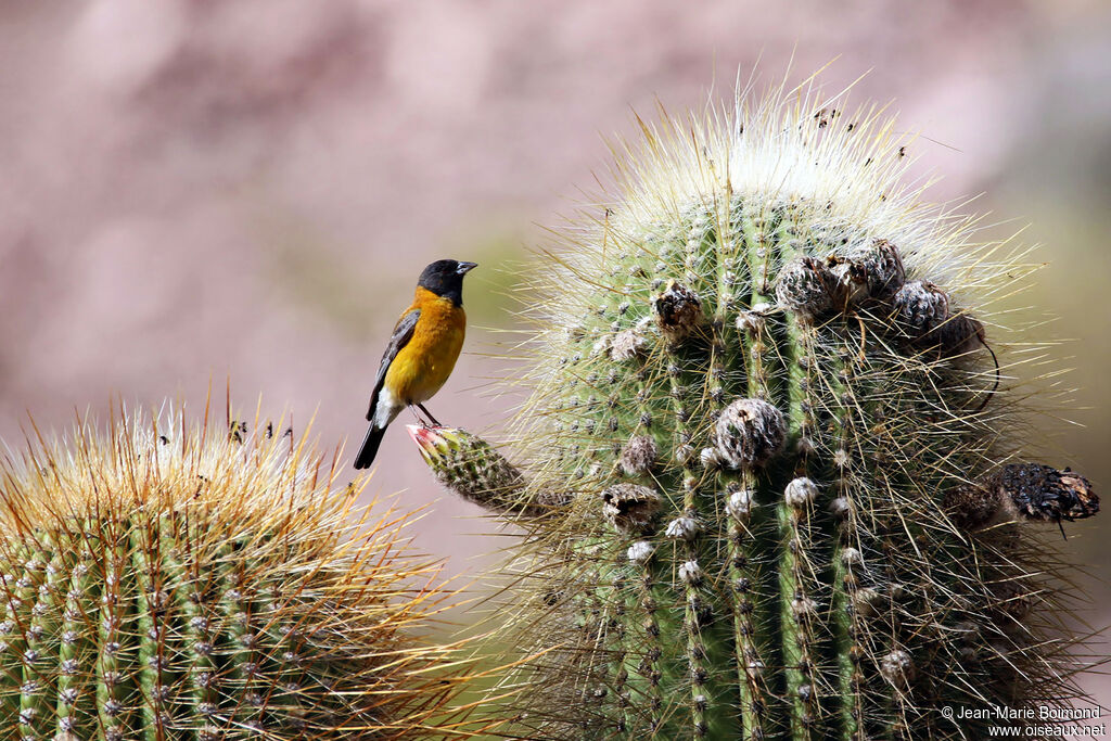 Phrygile à tête noire