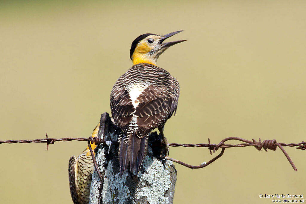 Campo Flicker