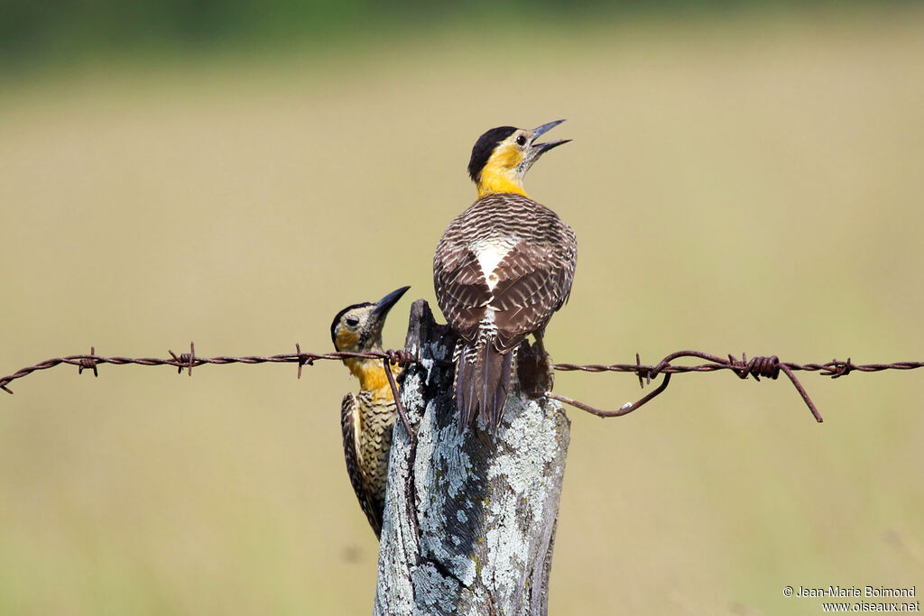 Campo Flicker
