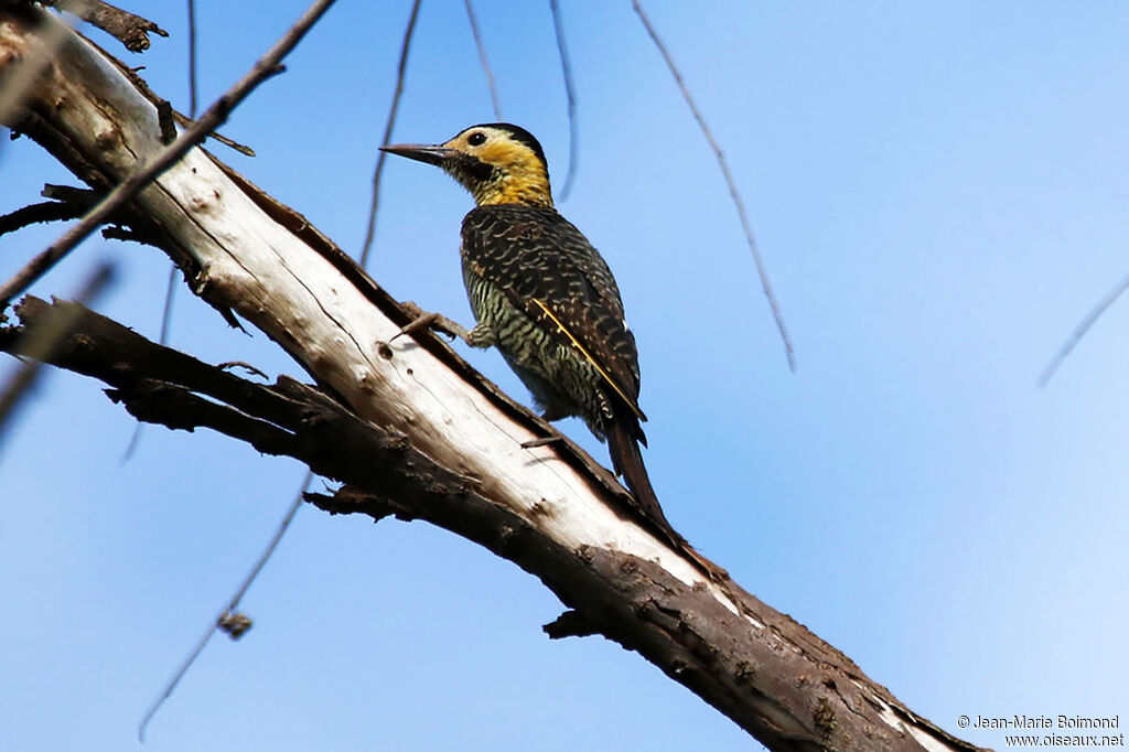 Campo Flicker