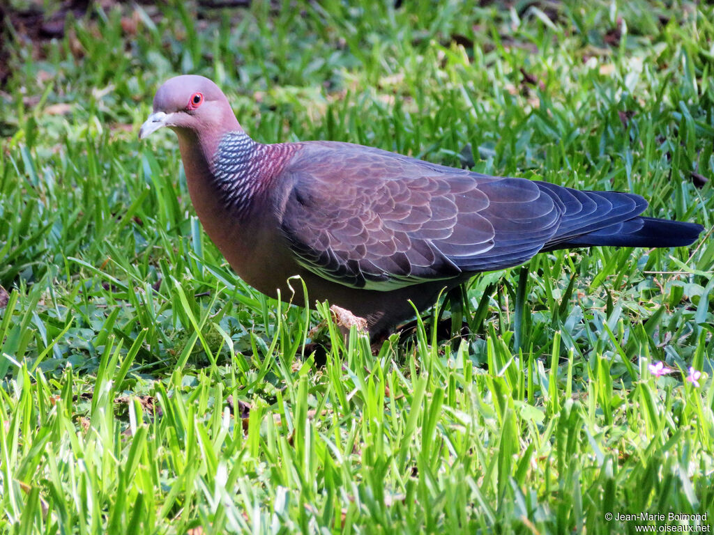 Picazuro Pigeon