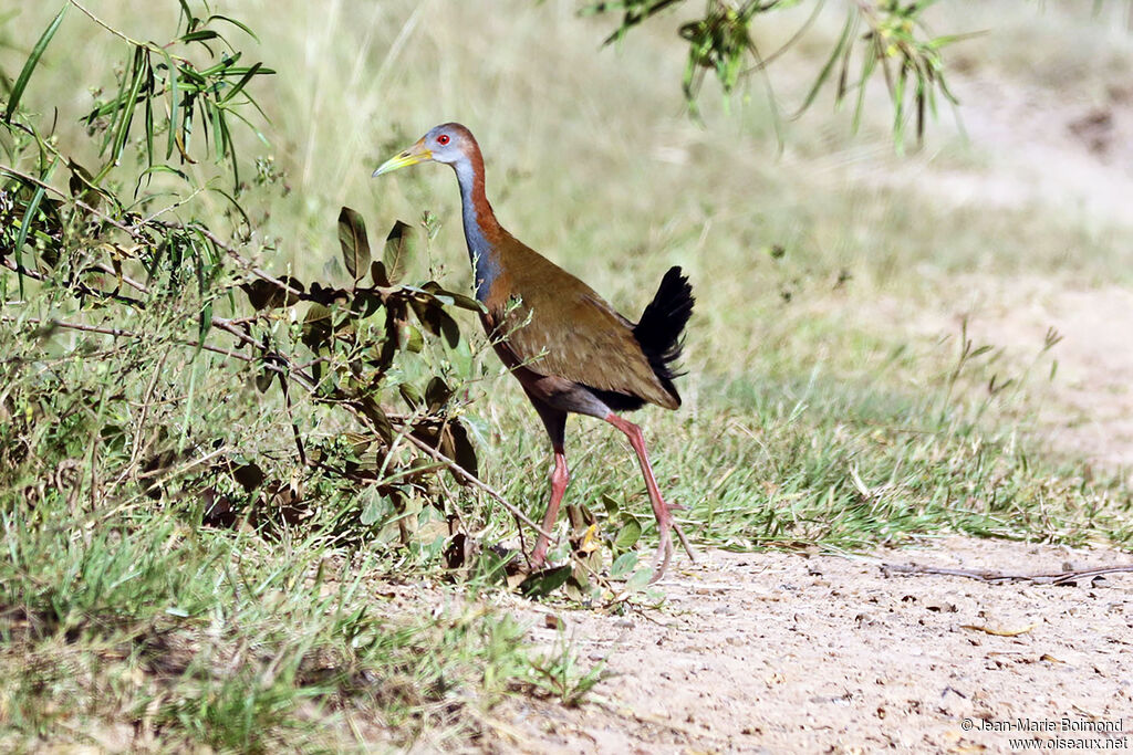Giant Wood Rail