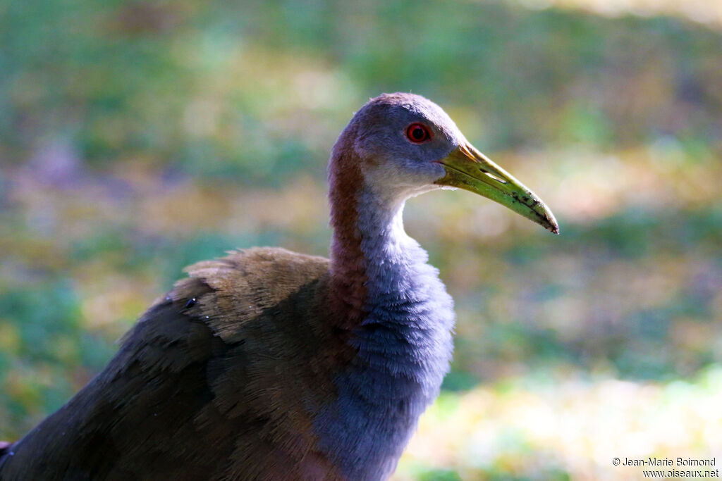 Giant Wood Rail