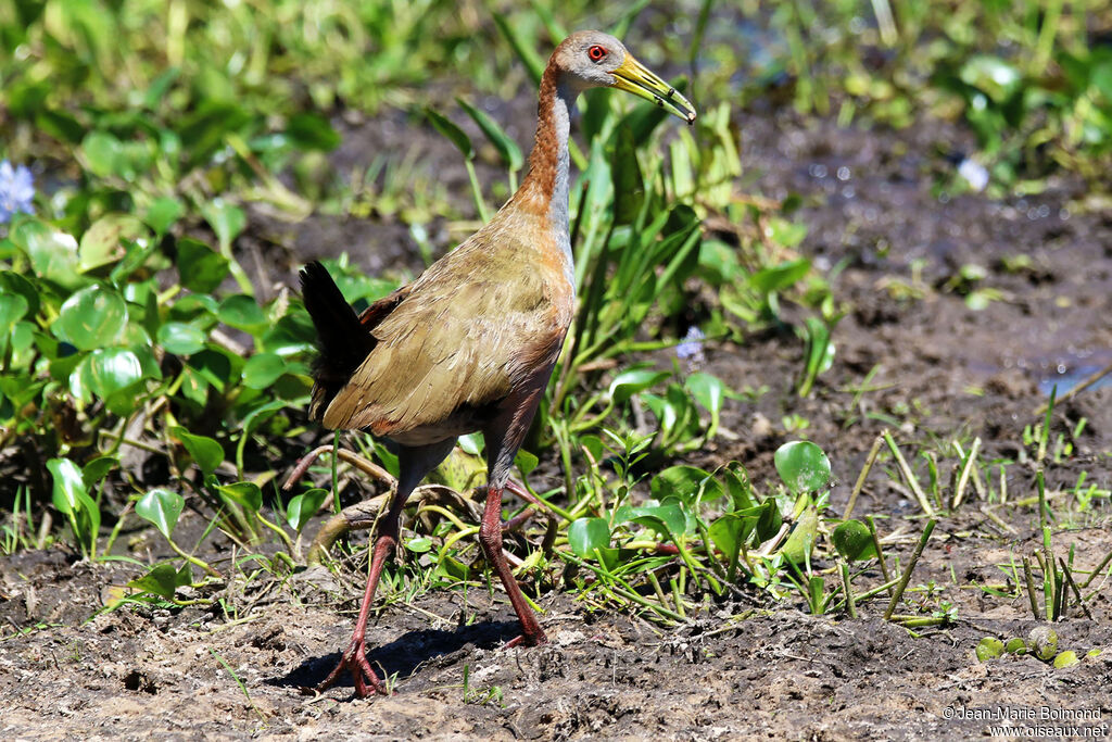 Giant Wood Rail