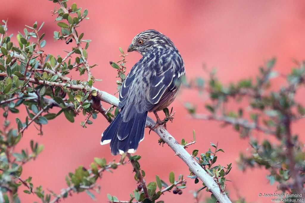 Rara du Paraguay femelle