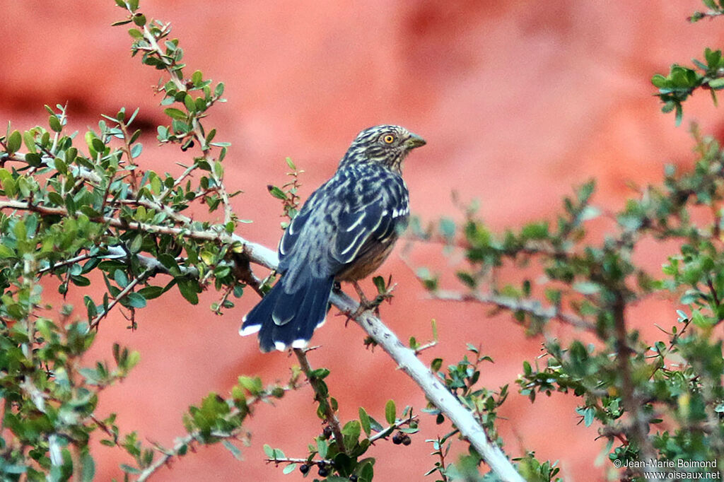 Rara du Paraguay femelle
