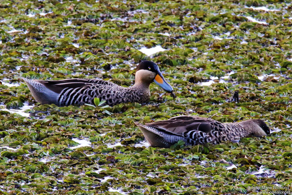 Sarcelle barioléeadulte