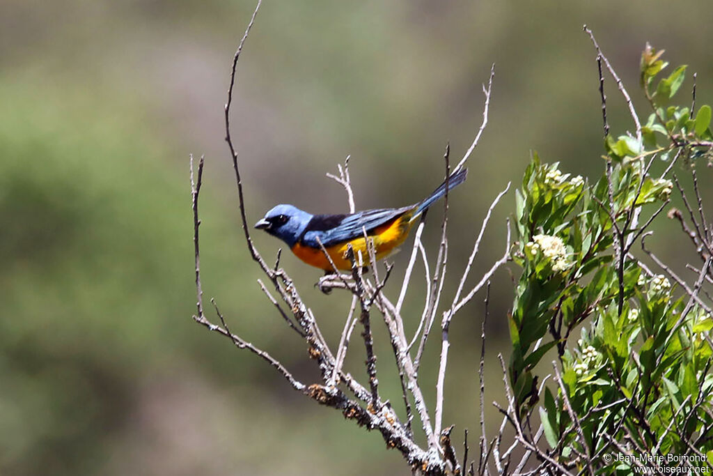 Tangara fourchu mâle adulte