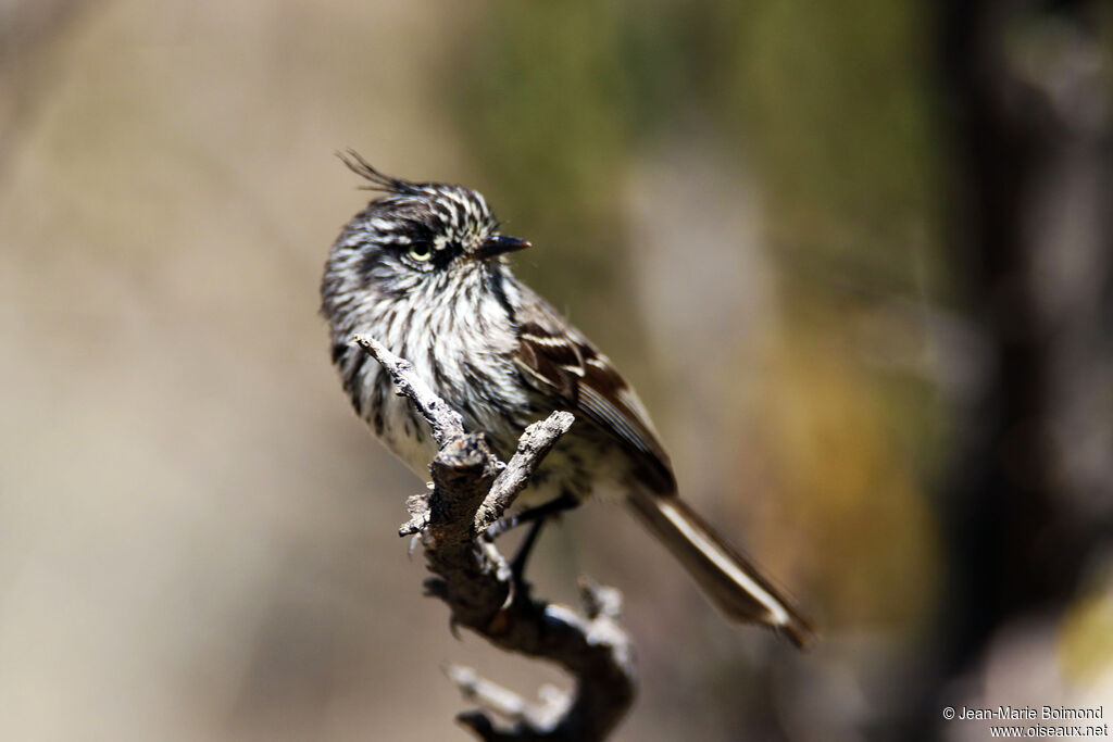 Taurillon mésange