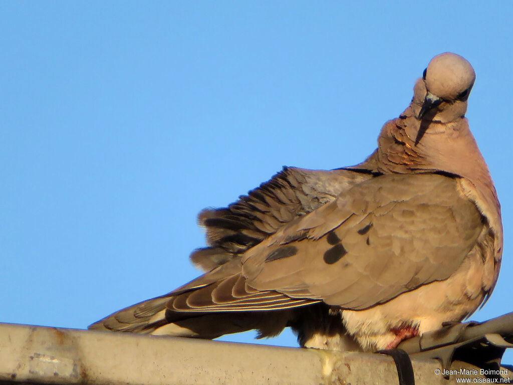 Tourterelle oreillarde
