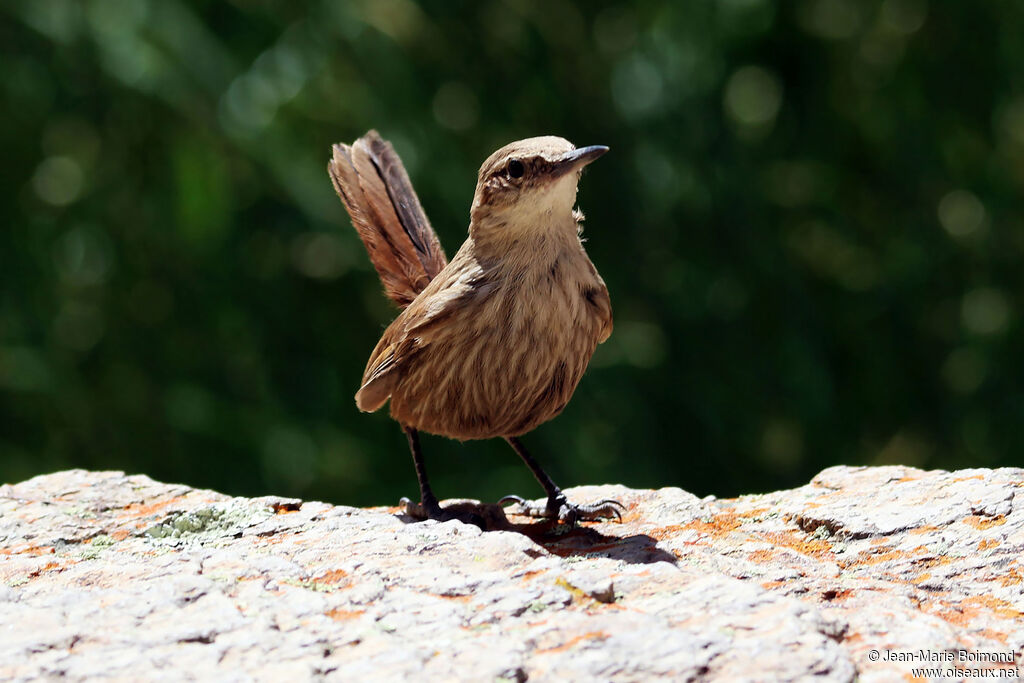 Upucerthie à bec droit