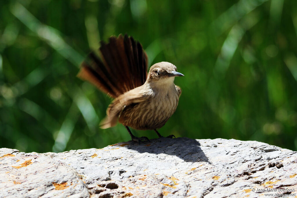 Upucerthie à bec droit - Chilia de Meyen<br />