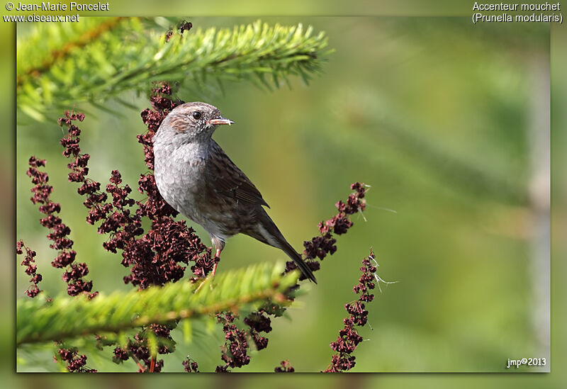 Dunnock