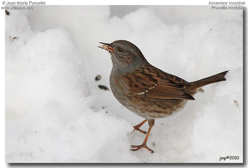 Dunnock