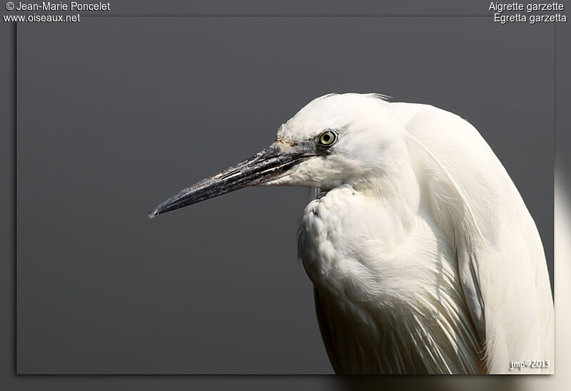 Little Egret