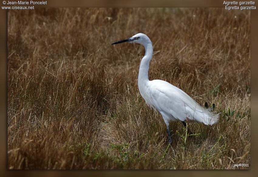 Little Egret