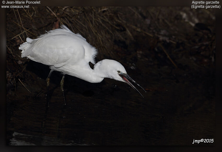 Little Egret
