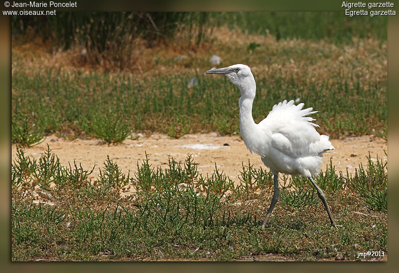 Little Egret