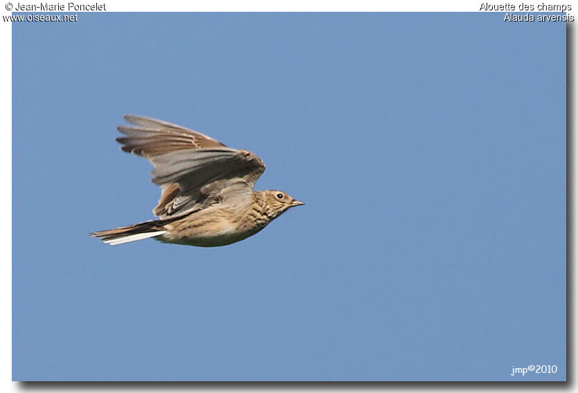 Eurasian Skylark