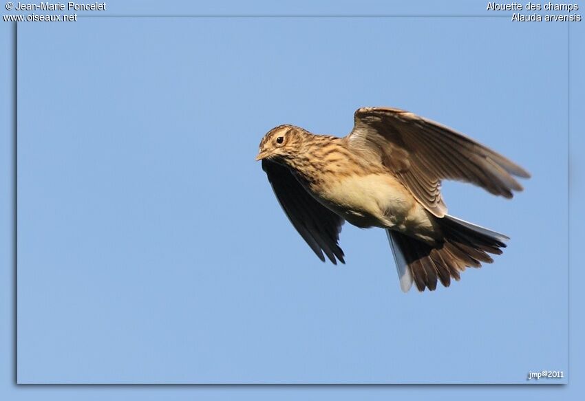 Eurasian Skylark