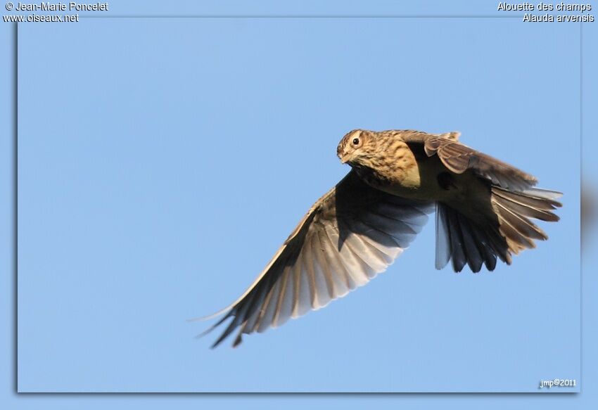 Eurasian Skylark