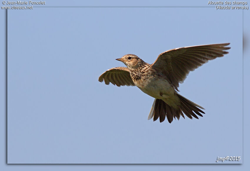 Eurasian Skylark