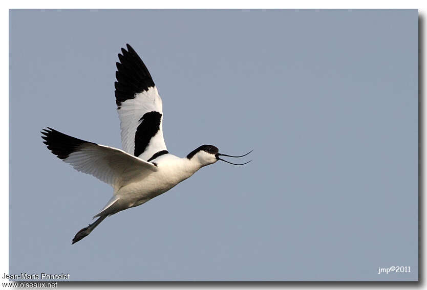 Avocette éléganteadulte, Vol