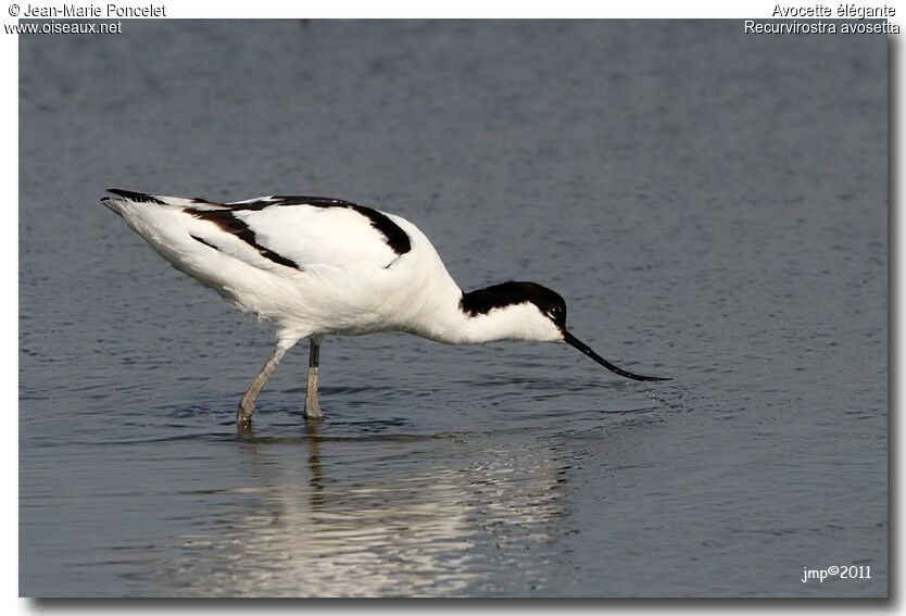 Avocette élégante