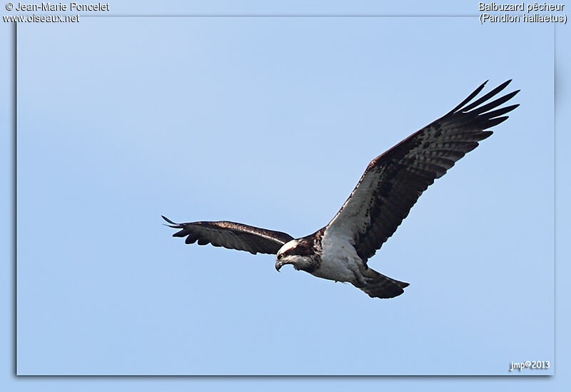 Osprey