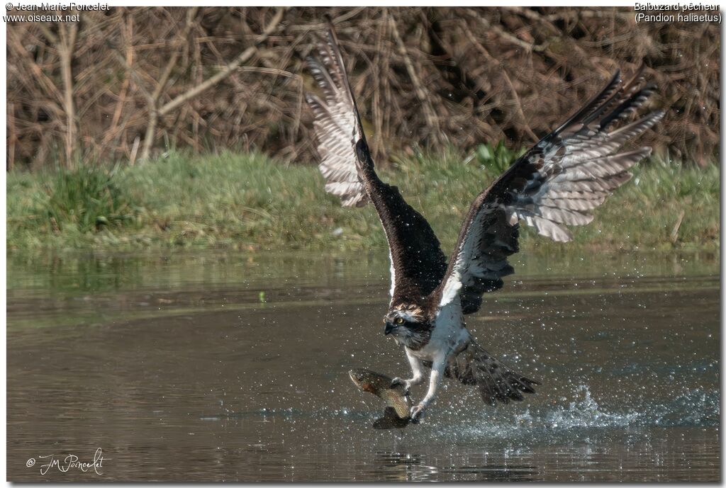 Balbuzard pêcheur