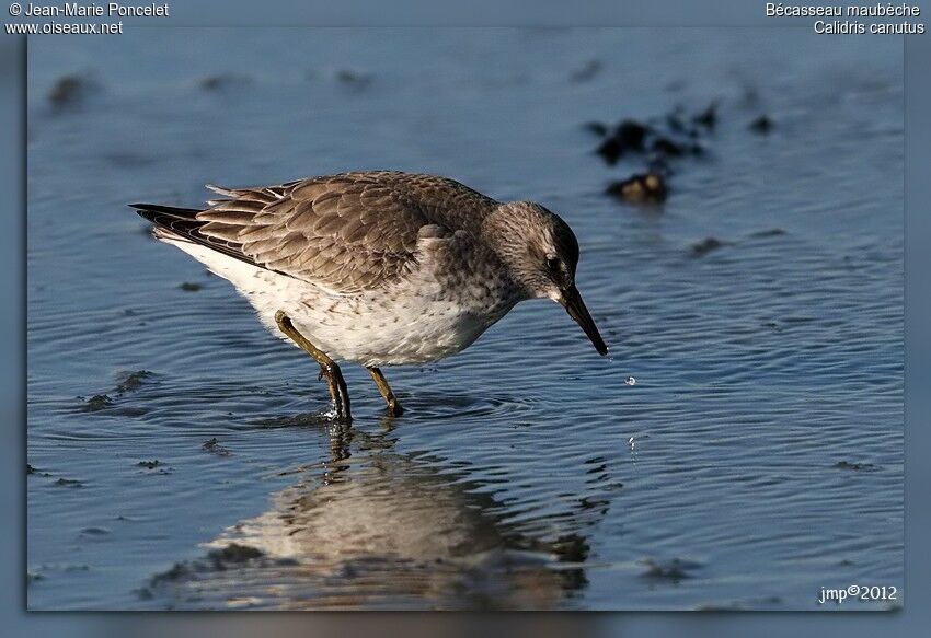 Red Knot