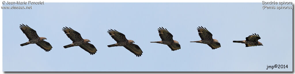 European Honey Buzzard