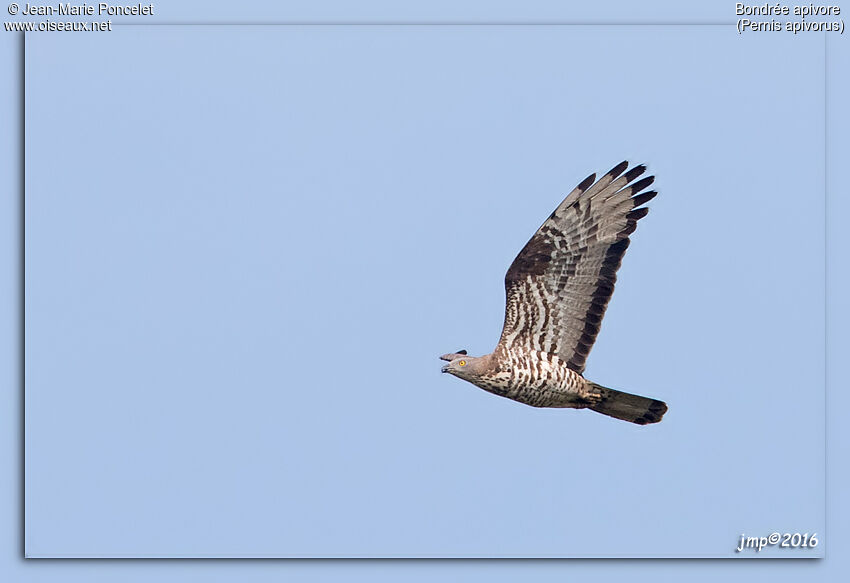 European Honey Buzzard