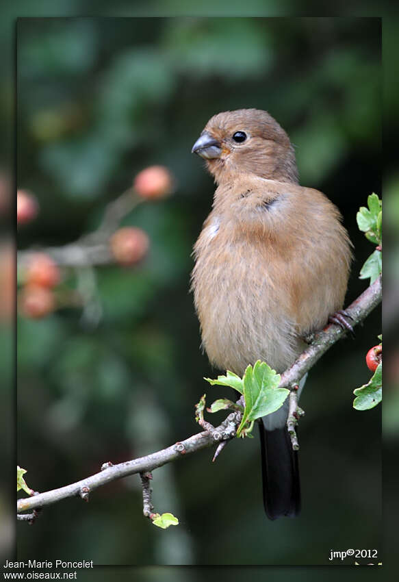 Eurasian Bullfinchjuvenile, close-up portrait