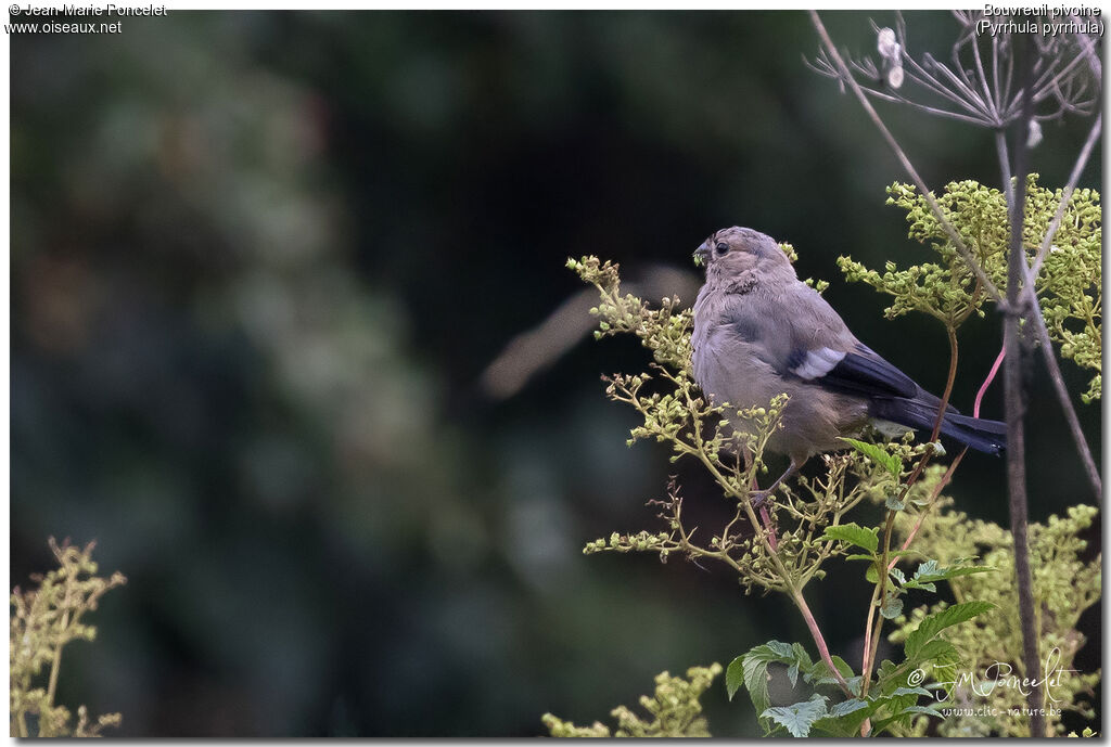 Eurasian Bullfinch female juvenile
