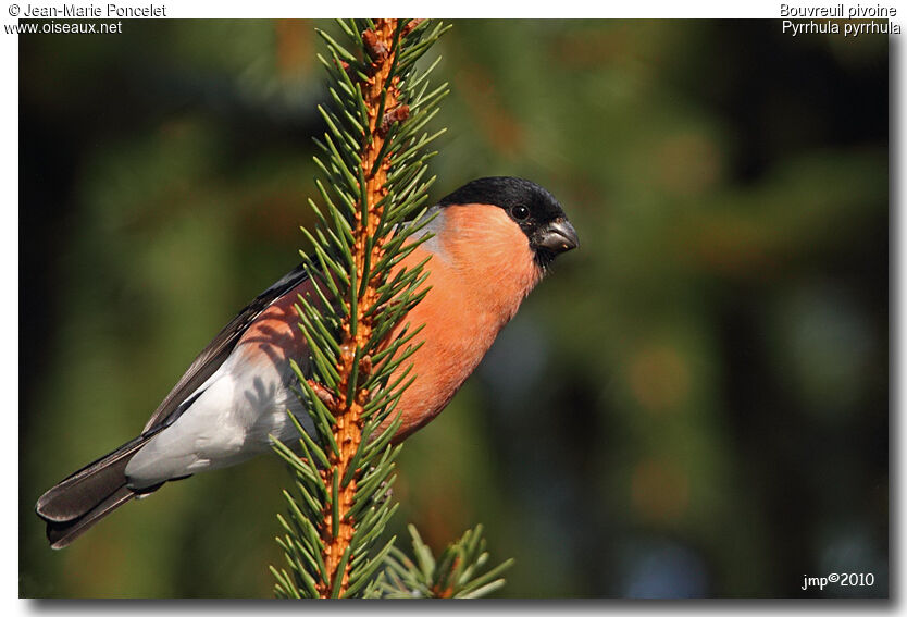 Eurasian Bullfinch male