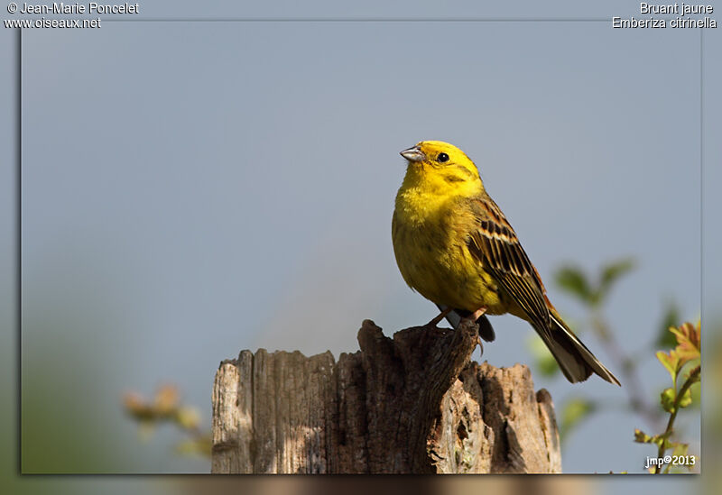 Bruant jaune