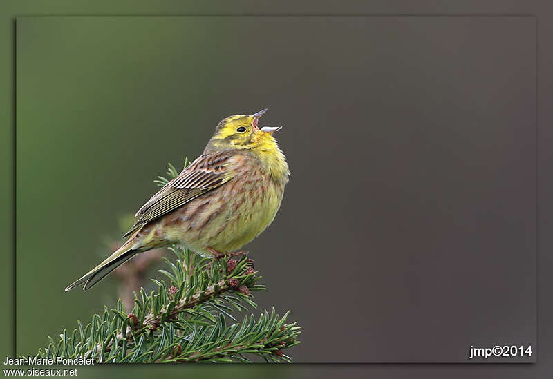Bruant jaune mâle, chant