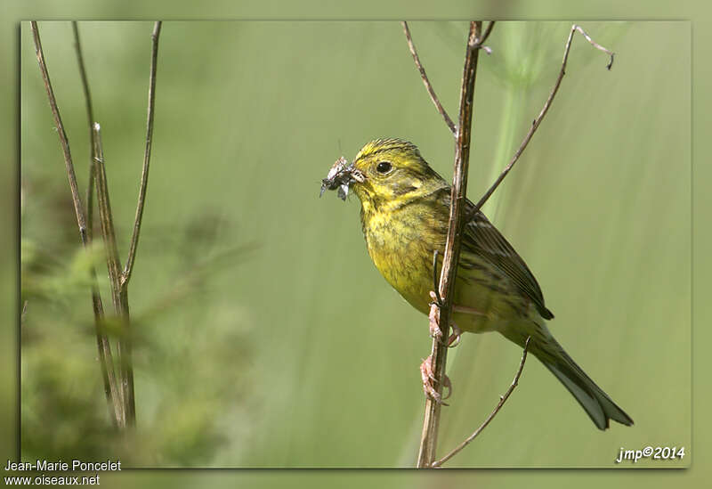 Yellowhammer