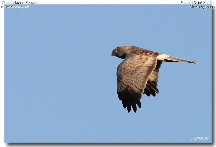 Hen Harrier male adult