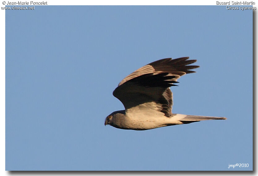 Hen Harrier male adult