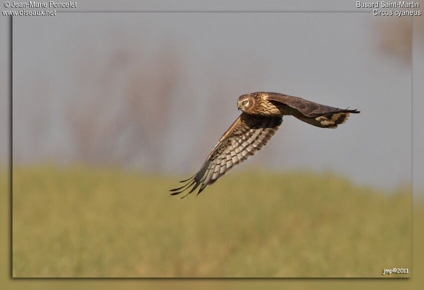 Hen Harrier, Flight