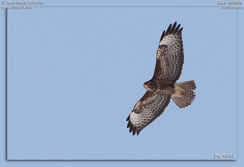 Buse variable