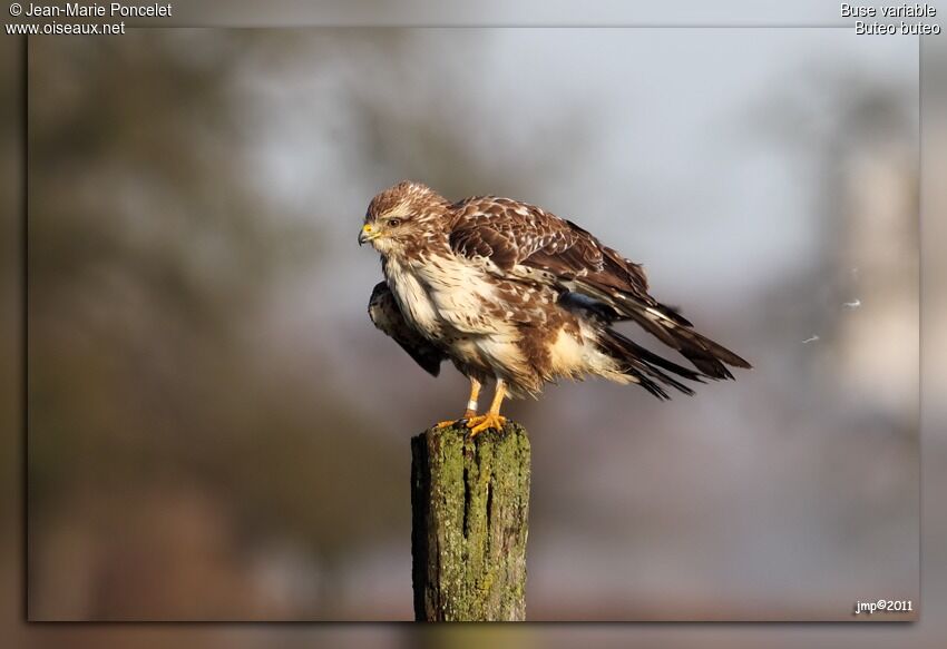 Common Buzzard