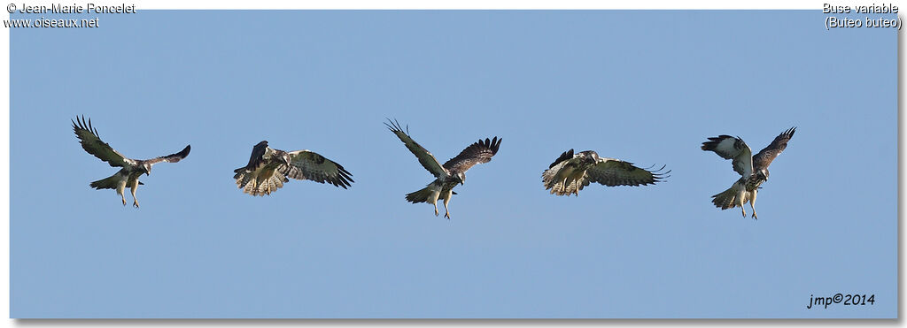 Buse variable