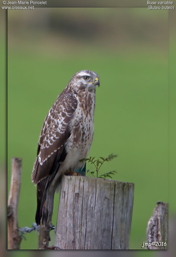 Buse variable